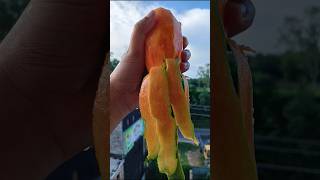 আম্রপালির স্বাদ ই আলাদা #cookingchannel #mangolover