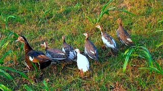 The Duck is feeding her babies🍀 Mother's Love🥰