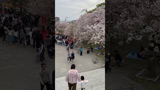 Nishikoen Fukuoka #hanami #花見　#福岡 #fukuoka #cherry #blossoms