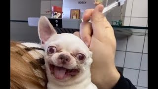 The FUNNIEST Pet Shorts 😹🤳| BEST viral videos