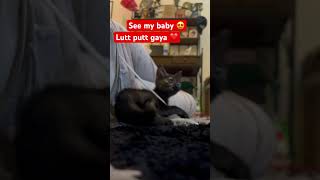 Lutt putt Gaya #mybaby #kitty #cat #catlover #shortsviral #shorts #youtube #channel #luttputtgaya