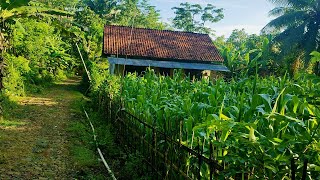 Desa paling nyaman di dataran tinggi jawa tengah , Cilacap # .suasana pedesaan di Jawa indonesia