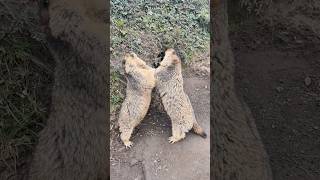 Playful Himalayan Marmots: Too Cute as They Goof Around!#cutemarmot #cuteanimals #marmot #marmota