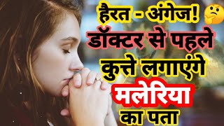 ✅हैरतंगेज 🔥🔥डॉक्टर से पहले कुत्ते लगायेंगे मलेरिया का पता 🤔 #Shorts #YoutubeShorts #vikashnarooka1M