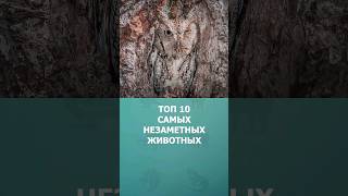 Топ 10 самых незаметных животных #дикиеживотные #топ10 #комарик #необычныеживотные #шортс #shorts