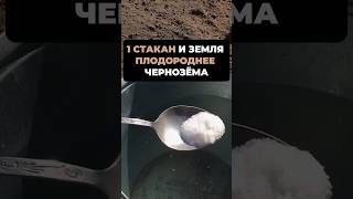 1 СТАКАН и ЗЕМЛЯ ПЛОДОРОДНЕЕ ЧЕРНОЗЕМА