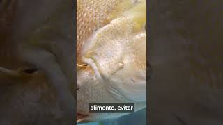 ¿Sabías que los peces tienen sentido del olfato? #animales #curiosidades #shorts #peces