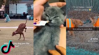 Funny Animals Tiktok Compilation #109