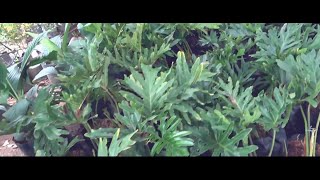 Tips kung paano ang tamang pag-alaga ng Indoor Plants / How to take care of Indoor Plants (APC - 01)