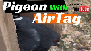 Putting an AirTag on a pigeon to track it 😮