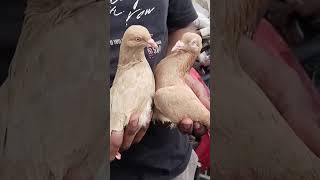 🕊Jama Masjid kabootar Market Delhi🕊