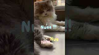 Ai mà không bị bà già chửi?! #meow #longtieng #viral