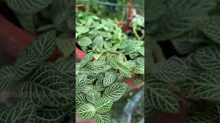 ये पौधा आपके पास होगा तो गार्डन में रौनक़ आ जाएगी | #gardening #shorts #plants #nature #garden