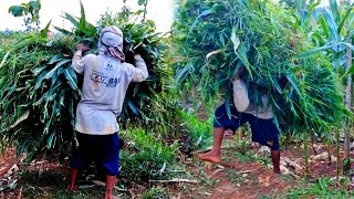 Tukang Ngarit di desa saat musim hujan rumput melimpah