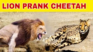 Lion prank to cheetha #Shorts