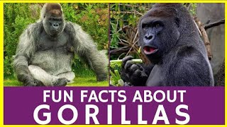 Amazing facts about gorilla #shorts