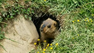 Timid Himalayan Marmot Too Scared to Leave Its Burrow!