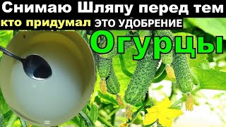 Я в Шоке! Сделал так огурцы в Августе прут не остановить.