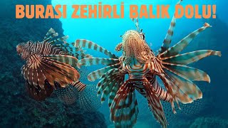 Mersin Mezitli'de her yer zehirli ve istilacı balıkla dolmuş