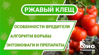 Как избавиться от ржавого томатного клеща в теплице? Мониторинг, средства и методы борьбы