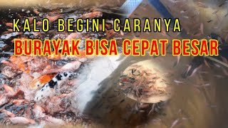 CARA MEMBERI MAKAN BURAYAK NILA DAN KOI