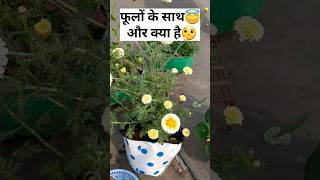 Vasant Panchami 2024 | DIY for Saraswati Puja | #shorts #diy #trending #garden