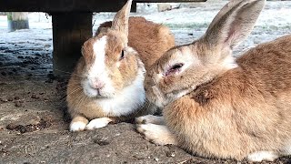 Rabbits, the moment they are startled by crows