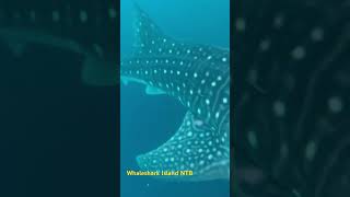 Experience swim whit whaleshark, whaleshark sumbawa #feedshorts #shorts #shortsfeed #freedive