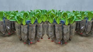 Brilliant! Growing vegetables in plastic bottles combined with fish tanks helps vegetables grow fast