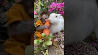 #animals #monkey #monkeybaby #monkeypika #babycute #animal #cutebaby #asmr #shorts #mukbang