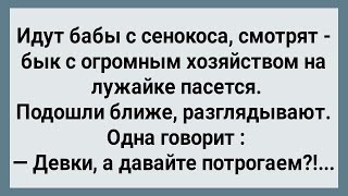 Как Бабы в Поле На Быка Напали! Сборник Свежих Анекдотов! Юмор!