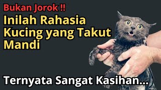 Tak Disangka !! Rahasia Dibalik Kucing yang Takut Mandi, Ternyata Bukan karena Jorok