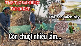 DỠ CHÀ CHUỘT TRẬN CUỐI VỤ ĐÔNG XUÂN KẾT QUẢ HẾT HỒN • Mouse