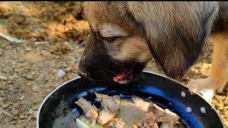 Bakarwal puppy aggressive attitude and bark while feeding during its morning Feeding routine.🐾