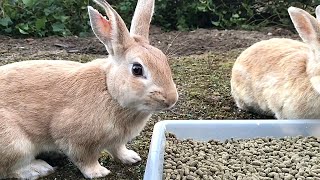 Rabbit eating a decent meal for the first time in a week