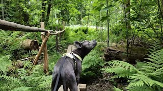 [4K] Dog Exploring The Nature Reserve Of Ingaryd | Walking In The Woods