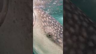 Whale Sharks (Sumbawa Indonesia)