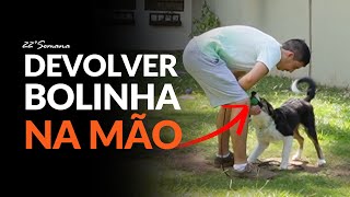 Como ensinar cachorro a DEVOLVER bolinha na mão (22ª semana) | Adestramento Grátis | Cão Guardião