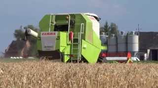 Żniwa jeczmienne 2015 || Claas Avero 160 || Massey Ferguson 6290 || Wielton 10t || Go Pro 3