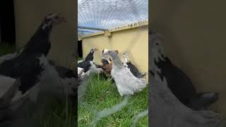 Baby chickens first time on new grass! #farm #chickens #farmlife #babychicken