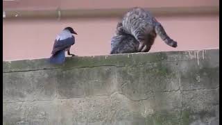 Crow Disturbing Cats While Mating