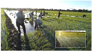 today farm work ||  ఈరోజు పొలం పని || village Life 2