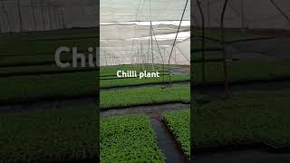 #chilli#plants#viral#viralvideo #harvesting