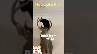 Cute animals - Funny actions