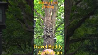 Talking Tree - Efteling Theme Park Netherlands 🇳🇱