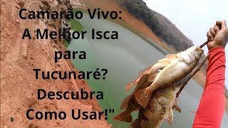 REPRESA DO FUNIL: #PESCA ULTRALIGHT -  DICAS PARA USAR CAMARÃO VIVO