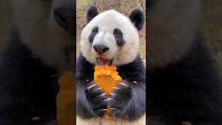 Cute Panda🐼Satisfying video