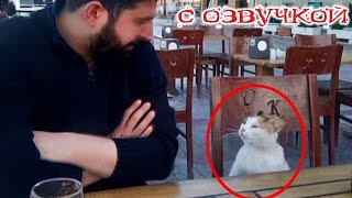 Приколы с котами! С ОЗВУЧКОЙ! Самые смешные животные! Смешные коты, кошки и собаки!  СМЕХ!