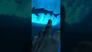 Shark tunnel at science city #travel #shortvideo #sciencecityahmedabad