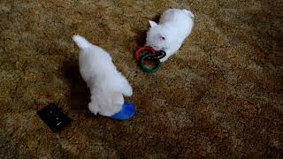 Westie Puppies Playing